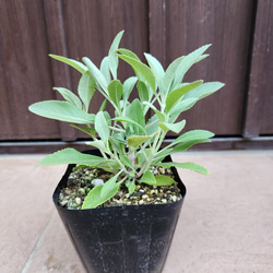 再販 オリーブの木 エルグレコ 寄せ植え 陶器鉢植え 観葉植物 シンボル