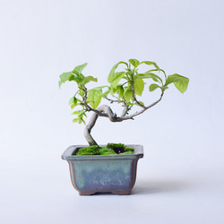 三段松 五葉松 樹齢11年 中品盆栽 鉢付き 盆栽 松工房 -Pine Workshop