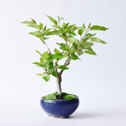 ユーカリ グニー アンティーク風テラコッタ鉢植え 苗 盆栽 fleurir