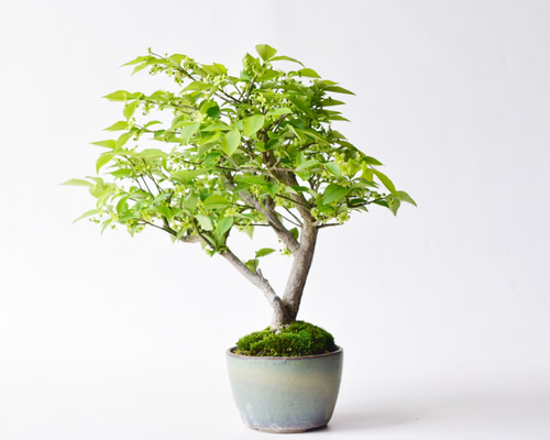 コマユミ form alatus Euonymus 約24～26cm 樹高 こまゆみ 楽天市場】盆栽 盆栽 盆栽
