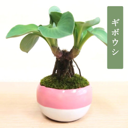 POTOCO 香丁木 紅鳥花 陶器鉢 植物 観葉植物 盆栽 豆盆栽 小品盆栽