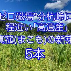 龍の真菰しめ縄オブジェ「RYU」 しめ縄・しめ飾り MOKU 通販 16994643