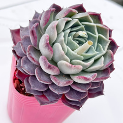 多肉植物 ピクシープラム 韓国苗 多肉植物 pariʚ❤︎ɞtaniku