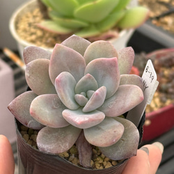 多肉植物抜き苗 のおすすめ人気通販 検索結果｜Creema(クリーマ