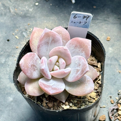 ピンクプリティ＊多肉植物＊抜き苗 多肉植物 ＊N＊ 通販 18316442