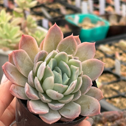 マッコス＊多肉植物＊5カット苗 多肉植物 ＊N＊ 通販 18762301｜Creema