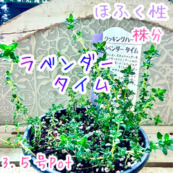 八重咲きローマン　苗　ダブルフラワーカモミール　カモミール　ハーブ　Potアップ 八重咲きローマン『ダブルフラワーカモミール』 | すべての商品