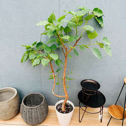 螺旋状ベンガレンシス　140センチ　8号　現品 観葉植物 フィカス ベンガレンシス 8号 ストレート ラスターポット