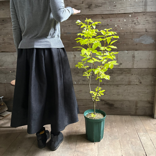■ポットごと♡アオダモ♡オーレア ♡7号♡黄金葉 希少品種 シンボルツリー アオダモ♡オーレア ♡7号♡黄金葉 希少品種 シンボルツリー アート