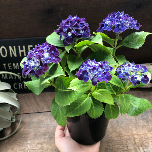 ネイビーブルー♡新品種♡4号♡アジサイ♡紫陽花 アートフラワー パリ