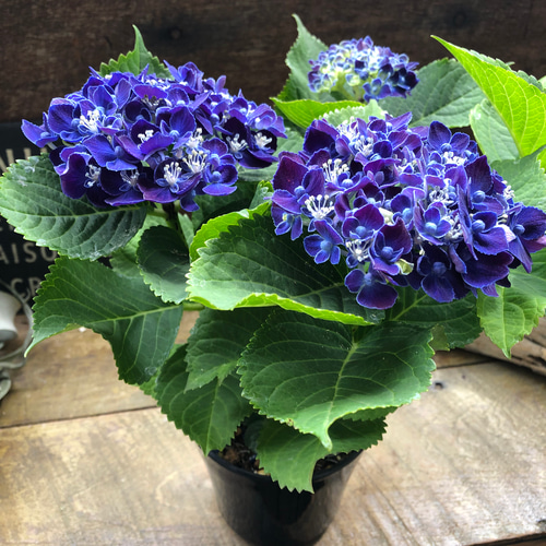 ネイビーブルー♡新品種♡4号♡アジサイ♡紫陽花 アートフラワー パリ