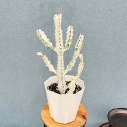 現品］【希少】美株！ サンセベリア バイビット 観葉植物 室内 レア