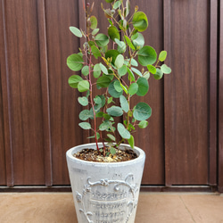 ユーカリ グニー アンティーク風テラコッタ鉢植え 苗 盆栽 fleurir