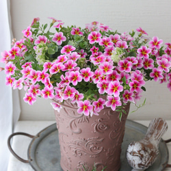 【SALE】シンボルツリーにも♡常緑エニシダの春らしい寄せ植え SALE】シンボルツリーにも♡常緑エニシダの春らしい寄せ植え 多肉植物