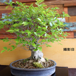 盆栽 『真柏』 松 和風 インテリア 園芸 ガーデニング おしゃれ 雑貨