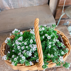 現品SALE♡【オリーブの木】陶器鉢！♡ワイヤープランツ2種類寄せ植え