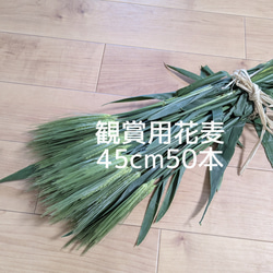 カワラハハコ ドライフラワー 200g 雄花 ドライフラワー Fine 通販
