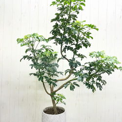 幹極太 オリーブの木 ルッカ SOUJU 8号 その他インテリア雑貨 PLANTS