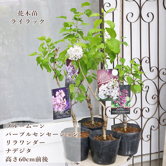 ライラック苗 楽天市場】ライラック 苗 【ライラック 紫花】 約1.5m 大苗