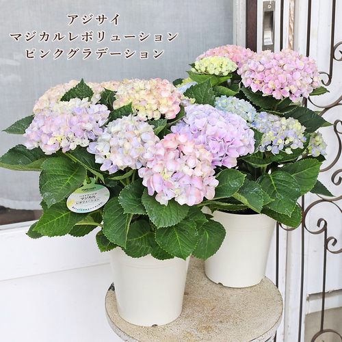 鉢花 アジサイ マジカルレボリューション ピンクグラデーション 5号 母