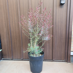 再販♡ パールアカシア アンティーク風テラコッタ鉢植え ミモザ