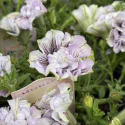 ペチュニア「パープルベイングリーンエッジ」 花苗 花 苗 ガーデニング