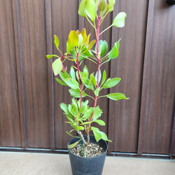 かっこいい☆アカシアブルーブッシュ鉢植え ミモザ苗 ロックガーデン