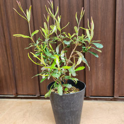 再販♡ウォールムバンクシアアエムラ 大型ポット鉢植えネイティブ