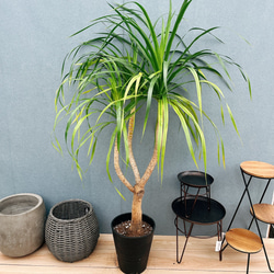 現品］ソテツ 盆栽造り 蘇轍 観葉植物 おしゃれ 和風 育てやすい 陶器