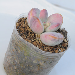 多肉植物　ピクシープラム　韓国苗 多肉植物 ピクシープラム 韓国苗 多肉植物 pariʚ❤︎ɞtaniku