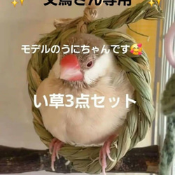 112⭐ 滑り台大サイズ‼ バードトイ インコ 文鳥 スケボー おもちゃ