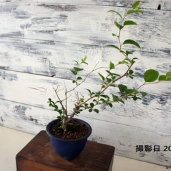 盆栽 『グミ』 和風 インテリア 花 園芸 ガーデニング オブジェ 観葉