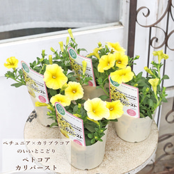 花苗 常緑樹 メラレウカ・ティーツリー トピアリー仕立て 4号ポット