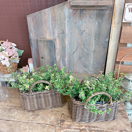 おしゃれハーブ！【フォックスリータイム寄せ植え】ステキなカゴ