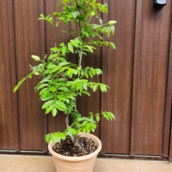 再販 オリーブの木 ネバディロブランコ 石膏鉢植え 苗 シンボルツリー