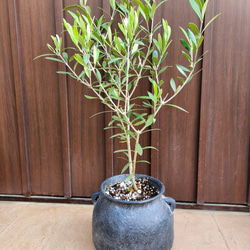 再販 オリーブの木 ネバディロブランコ 石膏鉢植え 苗 シンボルツリー