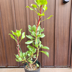 大きめ♡ ミモザアカシア プルプレア パープレア 鉢植え 苗 オージー