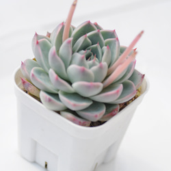 多肉植物抜き苗 のおすすめ人気通販 検索結果｜Creema(クリーマ