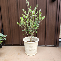 ボリューム大苗 ヘアピンバンクシア スピヌロサ 鉢植え 苗木 ワイルド