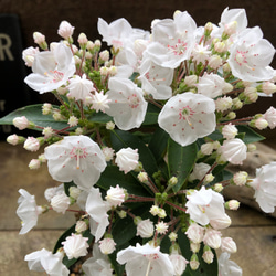 アルピニア バリエガータ（黄斑月桃 キフゲットウ） Alpinia zerumbet