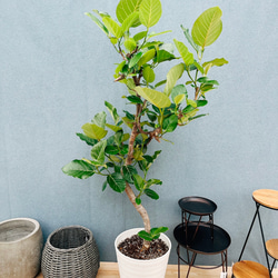 現品］【希少】1番 パンダガジュマル 8号 観葉植物 室内 レア ゴムの木