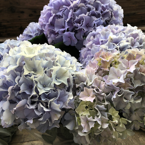 モーヴクィーン♡アジサイ♡アンティークカラー♡紫陽花 アート