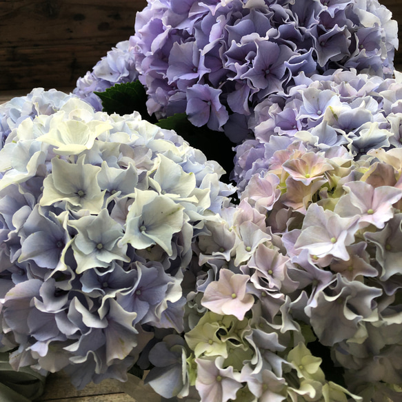 モーヴクィーン♡アジサイ♡アンティークカラー♡紫陽花 アート