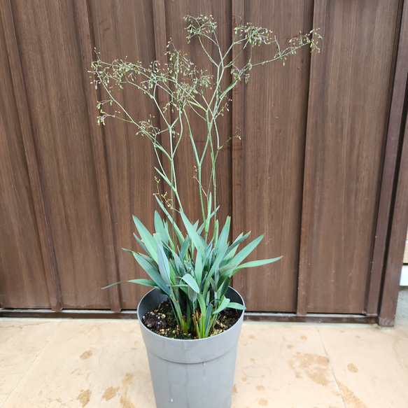 ディアネラ ブルーストリーム ポット鉢植え ドライガーデン 盆栽
