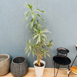 在庫］【希少】 ユッカ ロストラータ 観葉植物 地植え可能 おしゃれ