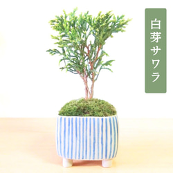 POTOCO ニレケヤキ 欅 陶器鉢 盆栽 観葉植物 豆鉢 小品盆栽 ミニ盆栽