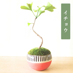 大人気 アデニアグラウカ 発根済 アデニア 鉢つき 観葉植物 可愛い 観葉植物】アデニア グラウカ 陶器鉢植え | 橋本種苗園
