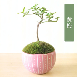 POTOCO アデニア グラウカ 陶器鉢 植物 多肉植物 かわいい 塊根植物