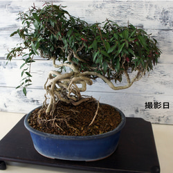 盆栽 『赤松』 和風 インテリア 園芸 ガーデニング おしゃれ 雑貨 044