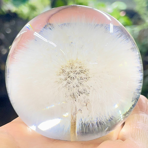 たんぽぽの綿毛を閉じ込めた小さな景色｜ボタニカルオーブ ダンデ